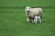 Sheep and newborns on green grass