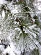 Snow on pine branch
