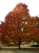 Orange Autumn Tree