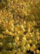 Yellow Autumn Leaves