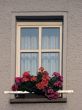 Window and flower