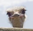 ostrich