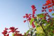 flower on blue sky