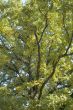 oak