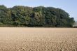 Ploughed field