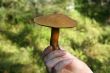 boletus mushroom in man hand with focus on it