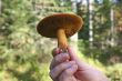 boletus mushroom in man hand with focus on it