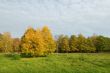 yellow trees in a green field