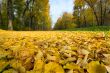 autumnal leaves in a park, shallow focus