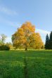 autunm landscape, yellow tree in a green field