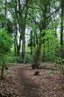 A woodland path