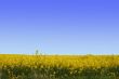 A field of yellow flowers