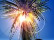 palm and sun