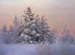 snow-bound fir-tree
