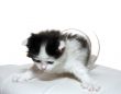 kitten prepares to jump