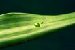 plant with transparent a drop