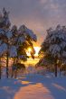 snow-bound trees