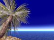 single palm