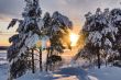 snow-bound trees