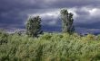 trees and grass