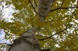 yellow foliage
