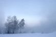 withering trees