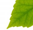 juicy leaf