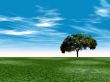single tree in the field