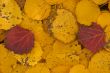 red and yellow withering leaves