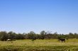 cows graze