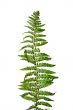decorative plant