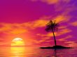 single palm on the uninhabited island