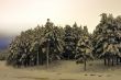 winter coniferous forest