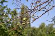 dried-up apple-tree