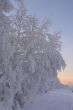 snow-bound branches