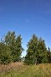 grass, foliage, birchs
