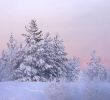snow-bound fir-tree