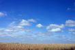 wheat field