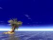 palm on the uninhabited island