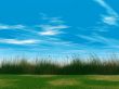 grass