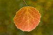 single withering leaf