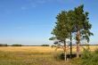 pine-trees