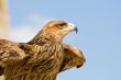 hawk