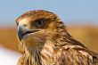 hawk