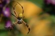 the ecuadorian spider