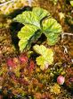 Vegetation on a bog