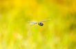 dragonfly in flight