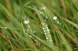 Dew on grass.