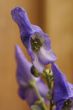 Purple flowers.