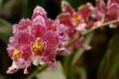 the amazonian orchid flower